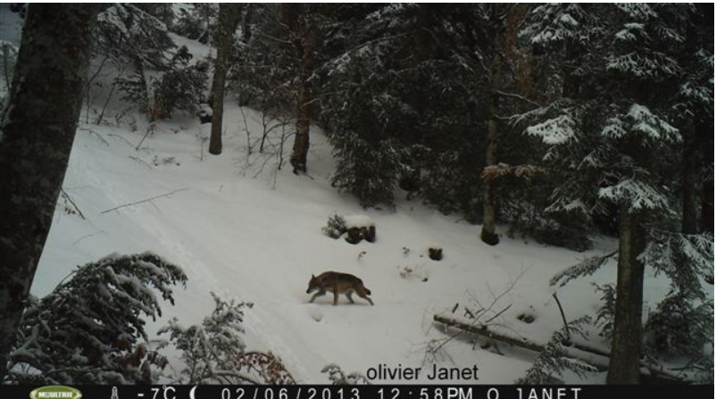 Lire la suite à propos de l’article Loups libres et sauvages dans le Vercors : Olivier Janet